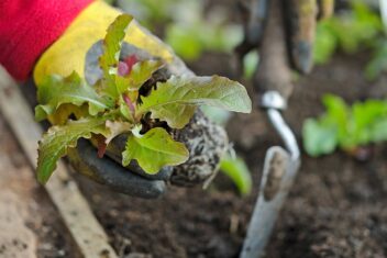 Sla wordt uitgeplant in vollegrond in kas in de winter