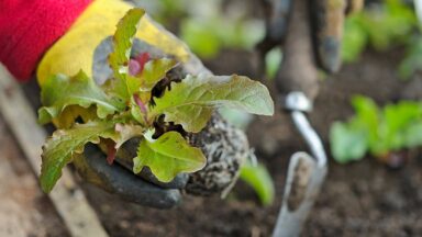 Sla wordt uitgeplant in vollegrond in kas in de winter