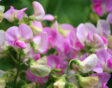 Lathyrus odoratus