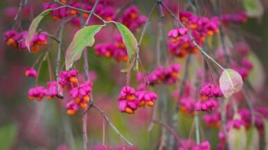 bessenstruiken voor de herfst