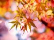 bomen voor mooie herfstkleuren
