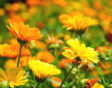 Goudsbloemen soorten Calendula officinalis