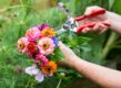 Tips voor het schikken van snijbloemen