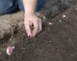 knoflook planten