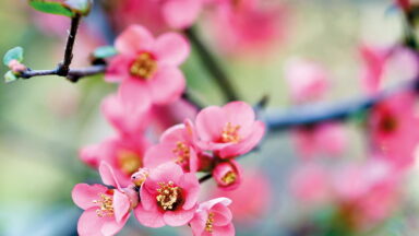 Sierkwee Chaenomeles kleur in je wintertuin