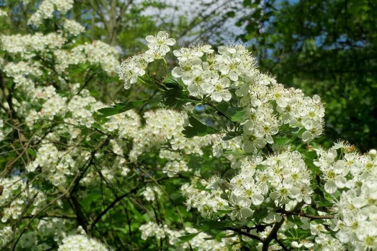 Planten die tegen wind kunnen: de beste keuze - Gardeners World
