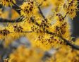 Toverhazelaar hamamelis