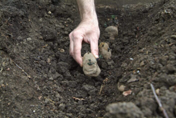 Iemand stopt een aardappel in de grond, in een rij.