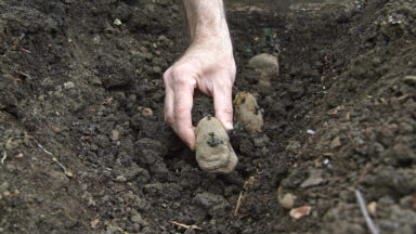 Iemand stopt een aardappel in de grond, in een rij.