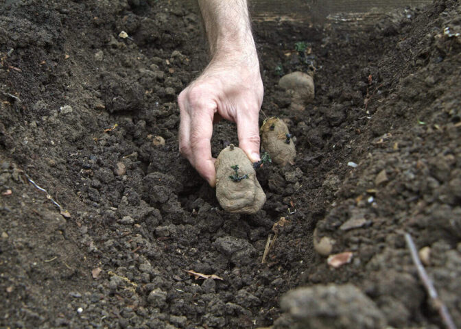 Iemand stopt een aardappel in de grond, in een rij.