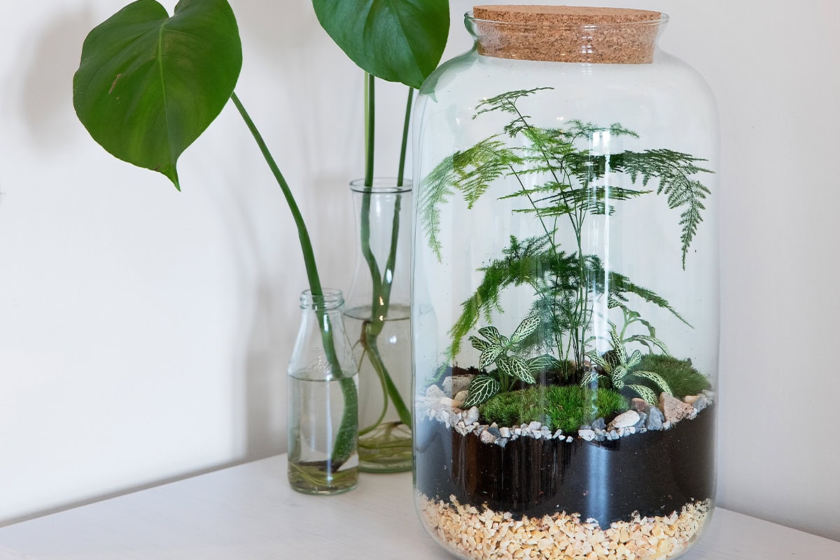 Terrariumfles met aspergevaren, mozaïekplantjes en mos erin op lagen grond en steentjes. Ernaast staat een fles met Monstera-stekken.