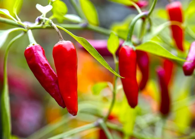 Cover voor Pepers kweken: van zaaien tot oogsten