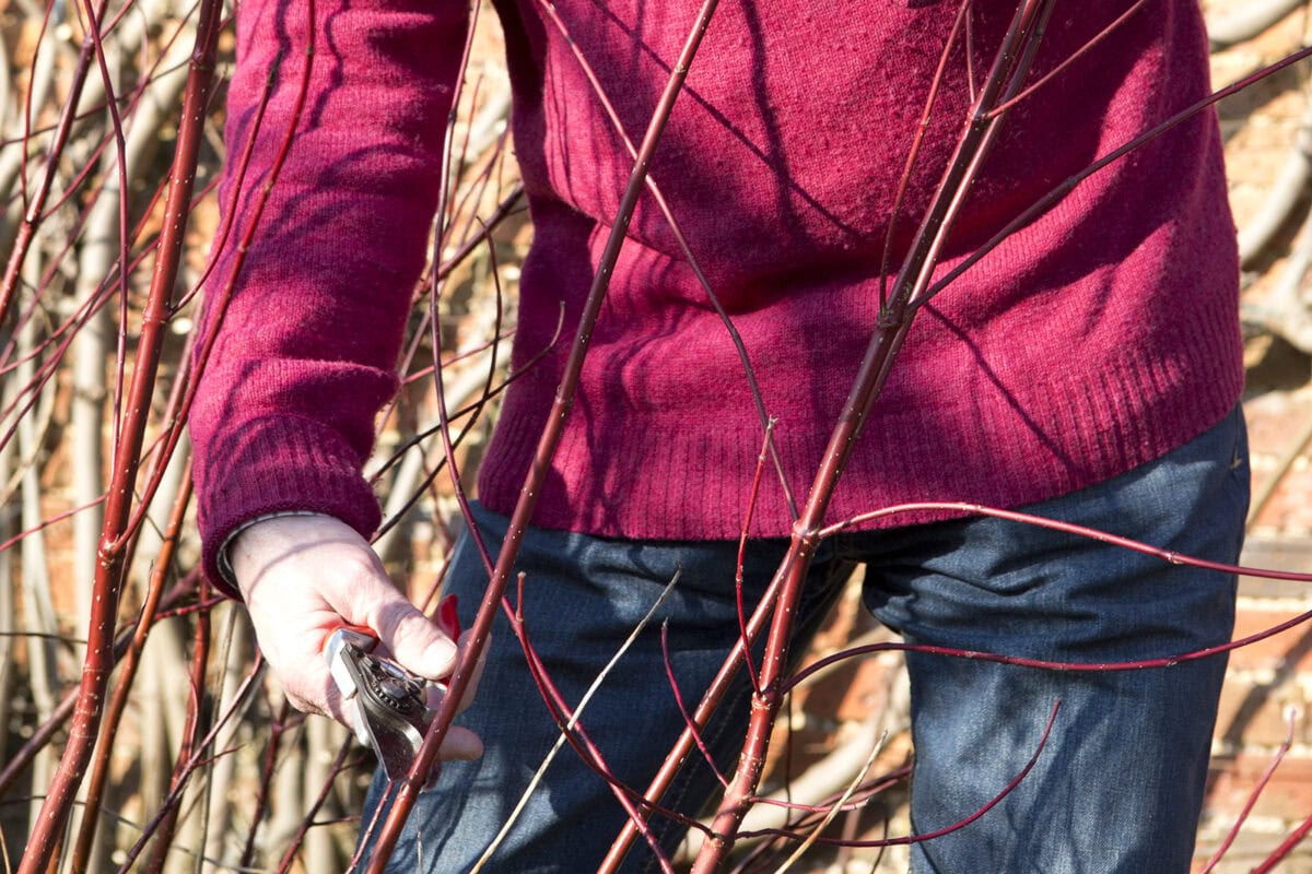 Man snoeit Cornus alba om stekken te nemen in de wintertuin.