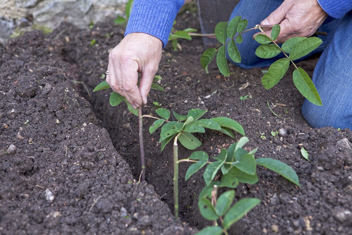 Man plant winterstekken in een sleuf in de grond van een rozenstruik.