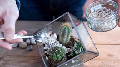 thumbnail voor Maak een plantenterrarium in 3 eenvoudige stappen