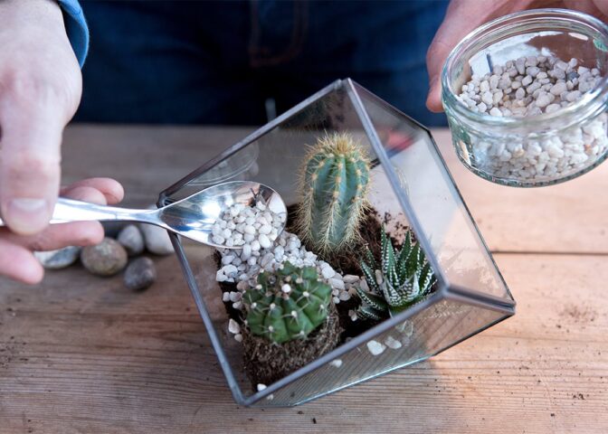 Cover voor Maak een plantenterrarium in 3 eenvoudige stappen