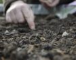 Iemand zaait een tuinboon in de vollegrond van de moestuin.