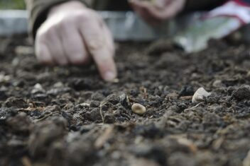 Iemand zaait een tuinboon in de vollegrond van de moestuin.