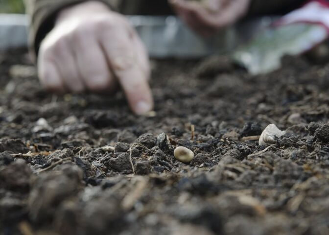 Iemand zaait een tuinboon in de vollegrond van de moestuin.