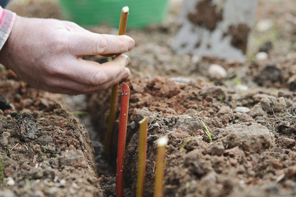 Iemand zet winterstekken van Cornus is een sleuf in de grond