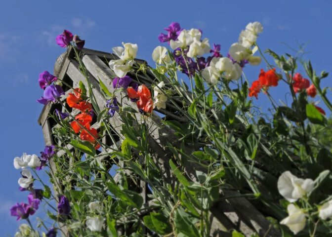 Lathyrus zaaien in de winter