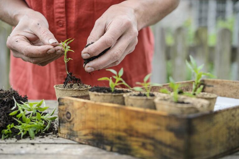 Groenten zaaien in december de voor en nadelen Gardeners World