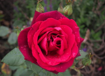 Rosa ‘Mildred Scheel’