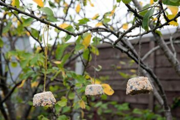 Afbeelding voor Checklist voor de tuin: week #2