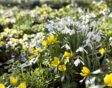 Winteraconiet en sneeuwklokjes