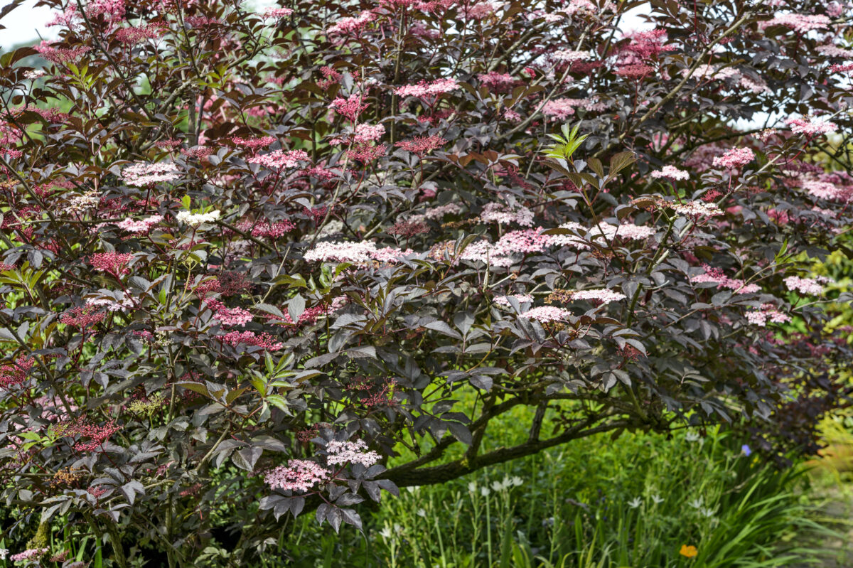 Sambucus nigra 'Black Beauty' in bloei.