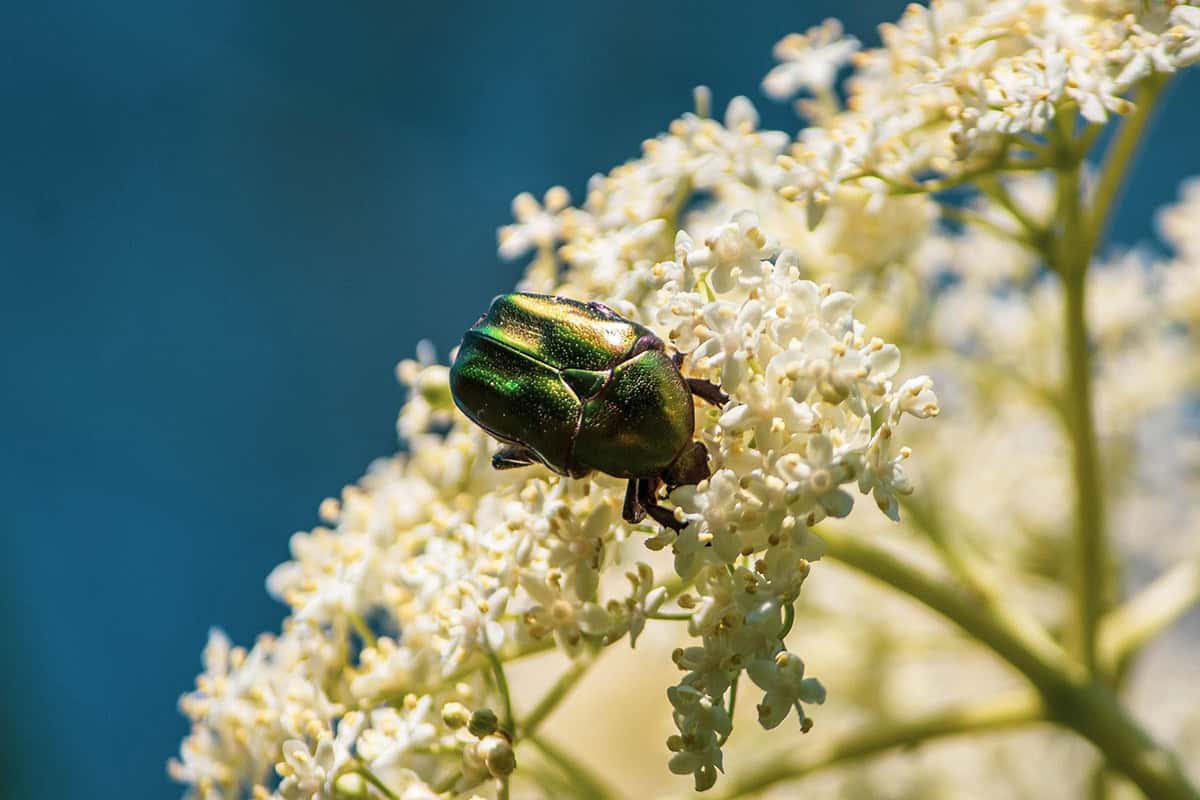 Gouden tor (Cetonia aurata) op vlierbloesem