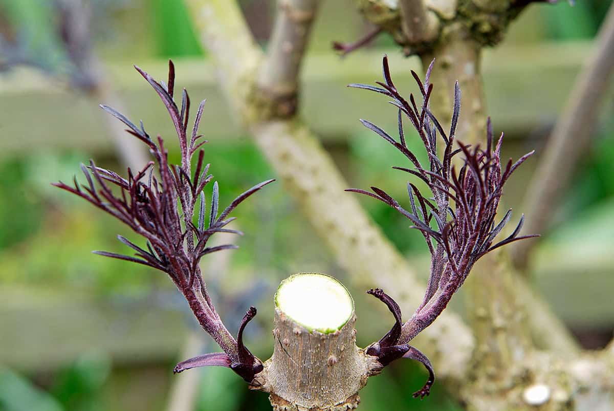 Gesnoeide vlier met nieuwe uitlopers