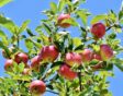 Malus domestica