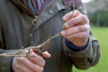 Blauwe regen snoeien tot op 2 ogen