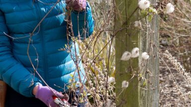 Clematis snoeien: ontwar de stengels