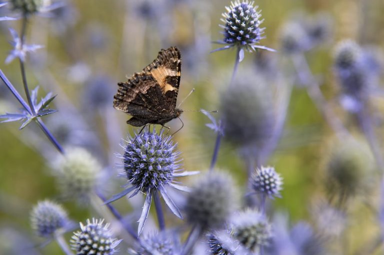 De 5 kleurrijkste vaste planten voor bijen en vlinders - Gardeners World