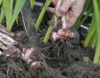 gladiolen overwinteren