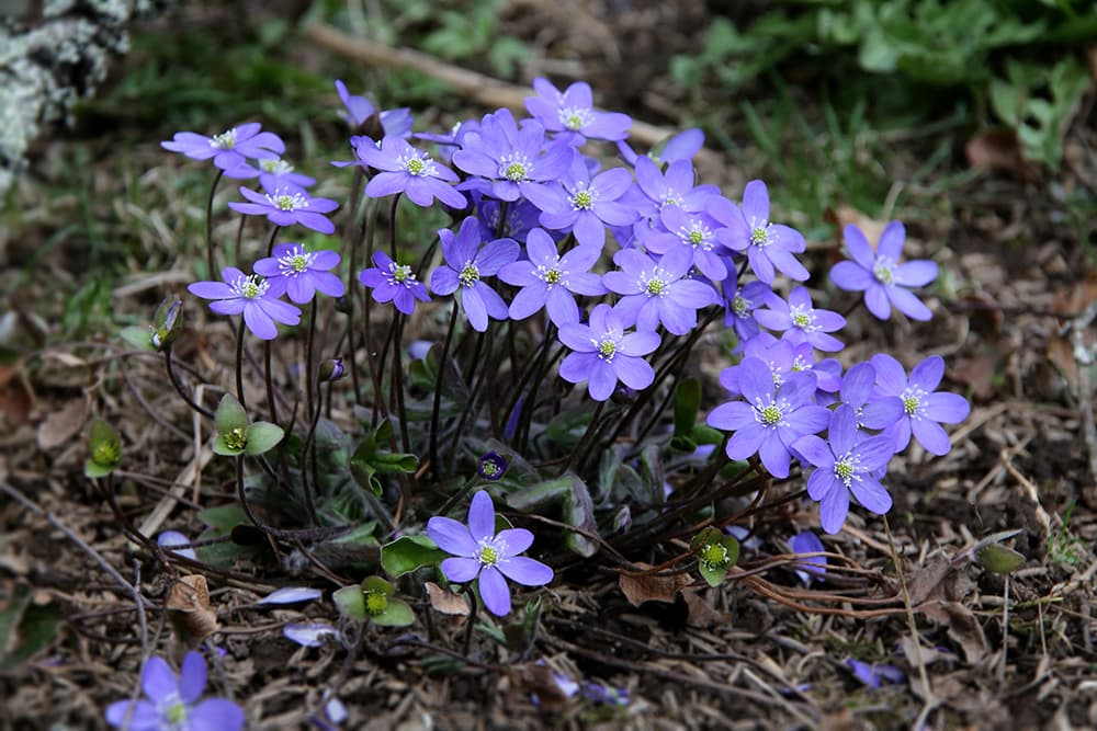 leverbloempje (Hepatica)