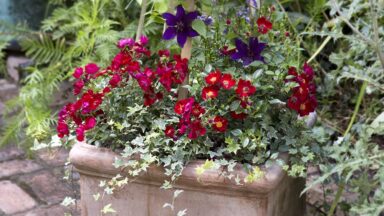 Rozen in potten