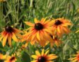 Zaaien in februari: Rudbeckia