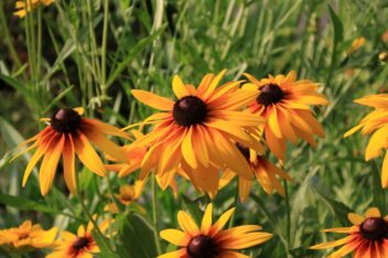 Zaaien in februari: Rudbeckia