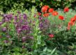 vaste planten voor vlinders en bijen: gekleurde border