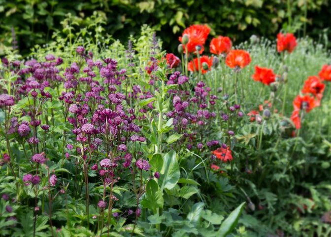 vaste planten voor vlinders en bijen: gekleurde border