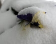 Viooltje in de sneeuw