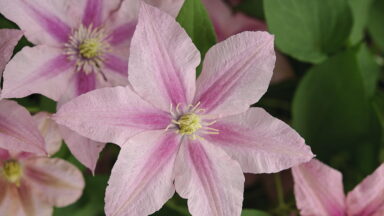 Clematis 'Rosamunde'