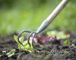 Wiltfang cultivator