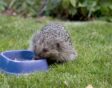 Egels in je tuin voeren