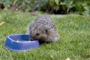 Egels in je tuin voeren