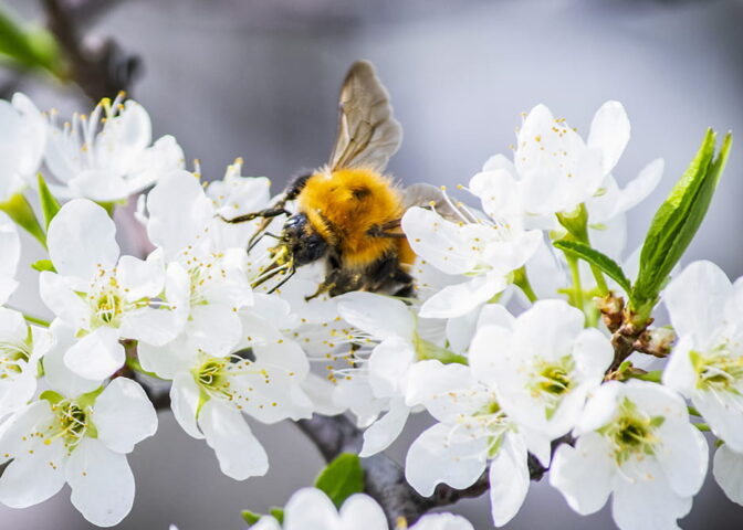 Hommel op appelbloesem