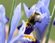 wilde bijen: hommel op Iris reticulata